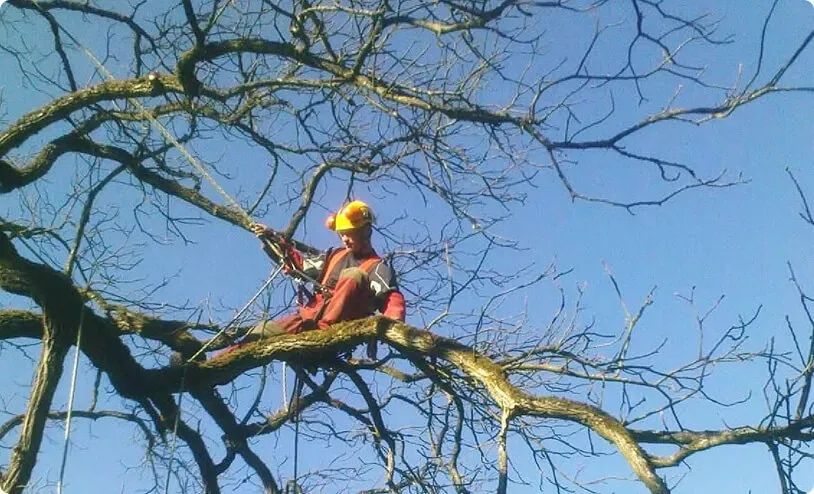 Démontage d'arbres à Montigny-Mornay-Villeneuve-sur-Vingeanne