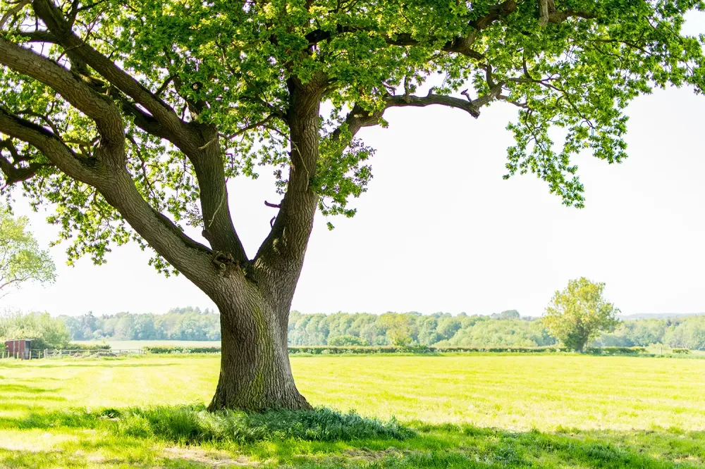 Expertise et conseil arboricole