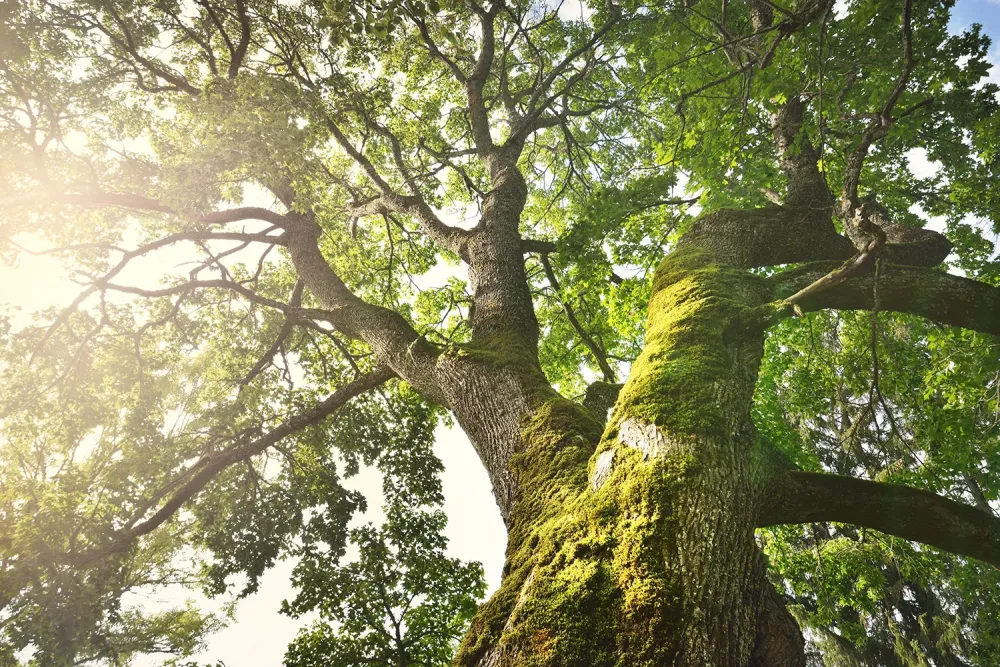 Accompagnement et gestion du patrimoine arboré